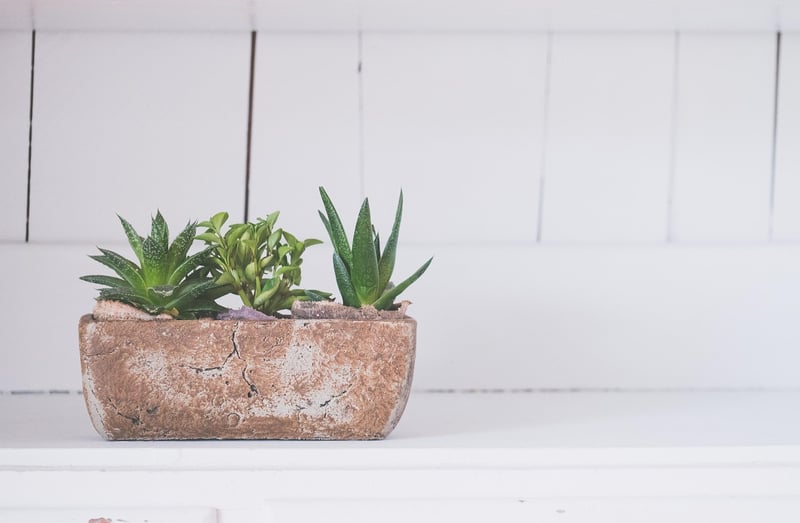 Succulent wall planters