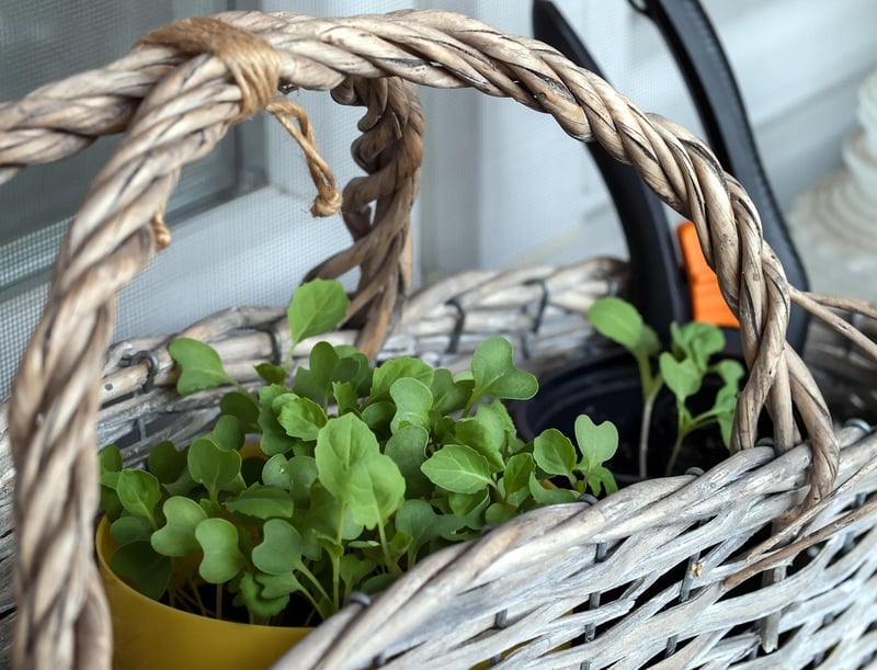 Balcony Planters