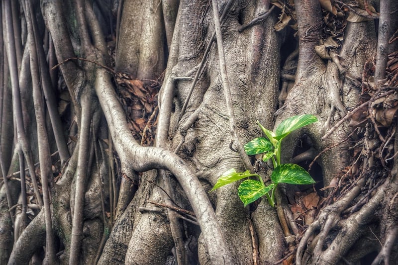 Pothos plant