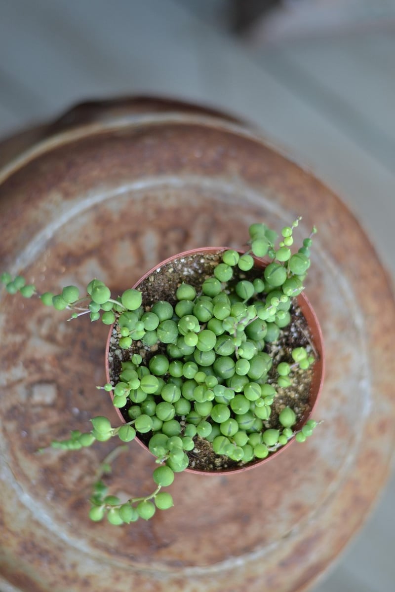 String of Pearls plant