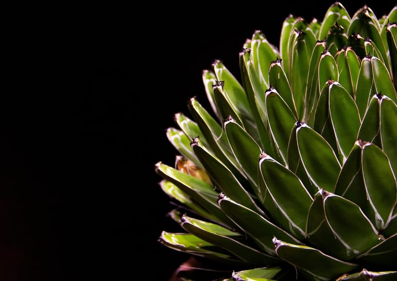 Vertical Succulent Arrangement